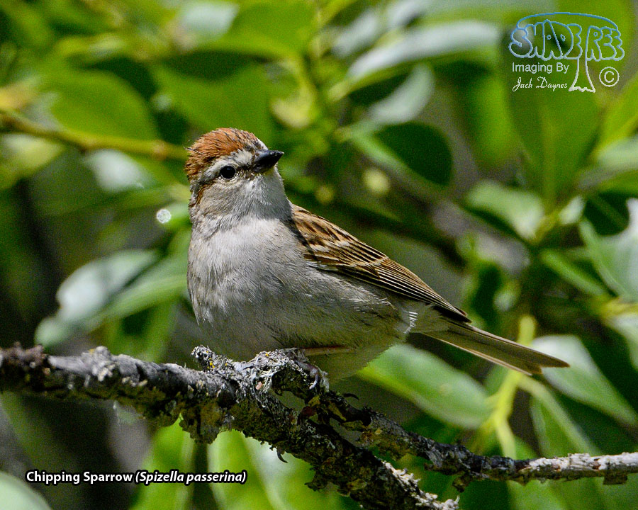 Chipping Sparrow - Spizella passerina