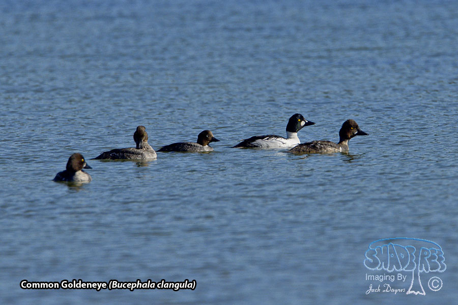 Common Goldeneye - Bucephala clangula