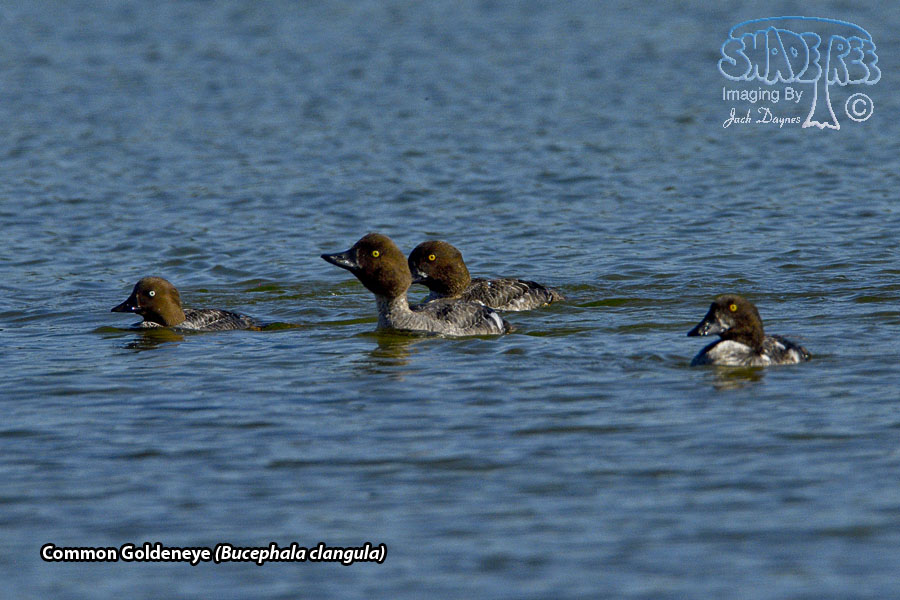 Common Goldeneye - Bucephala clangula