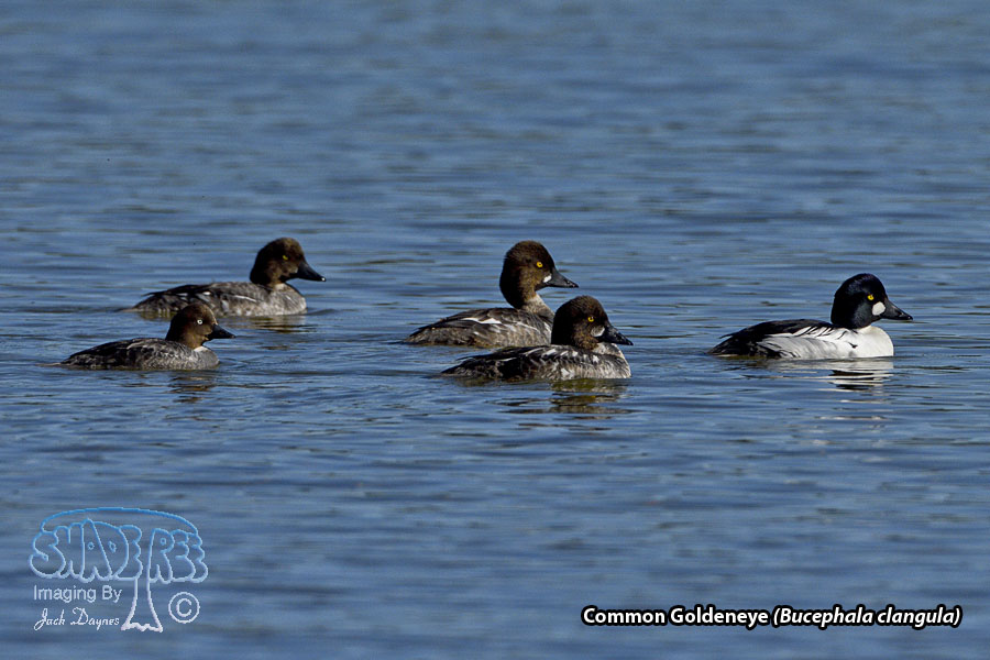 Common Goldeneye - Bucephala clangula