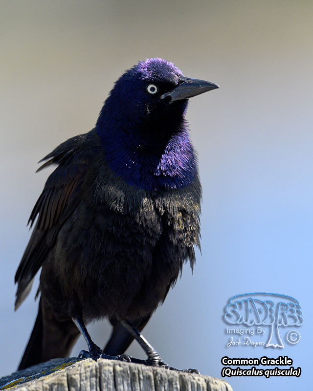 Common Grackle - Quiscalus quiscula