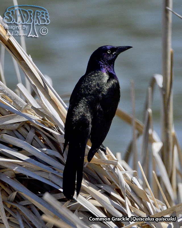 Common Grackle - Quiscalus quiscula