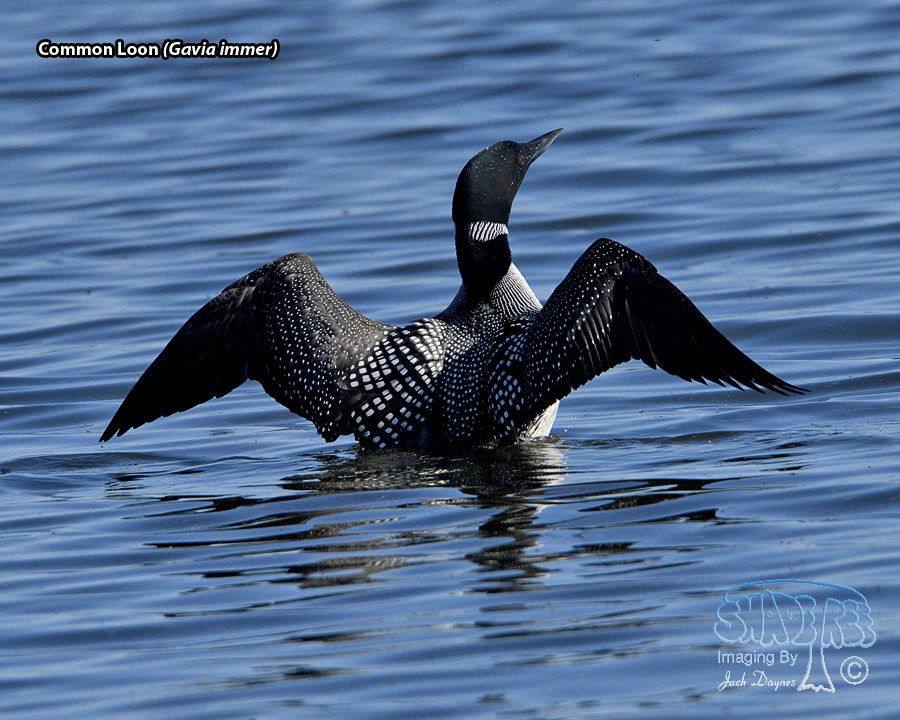 Common Loon - Gavia immer
