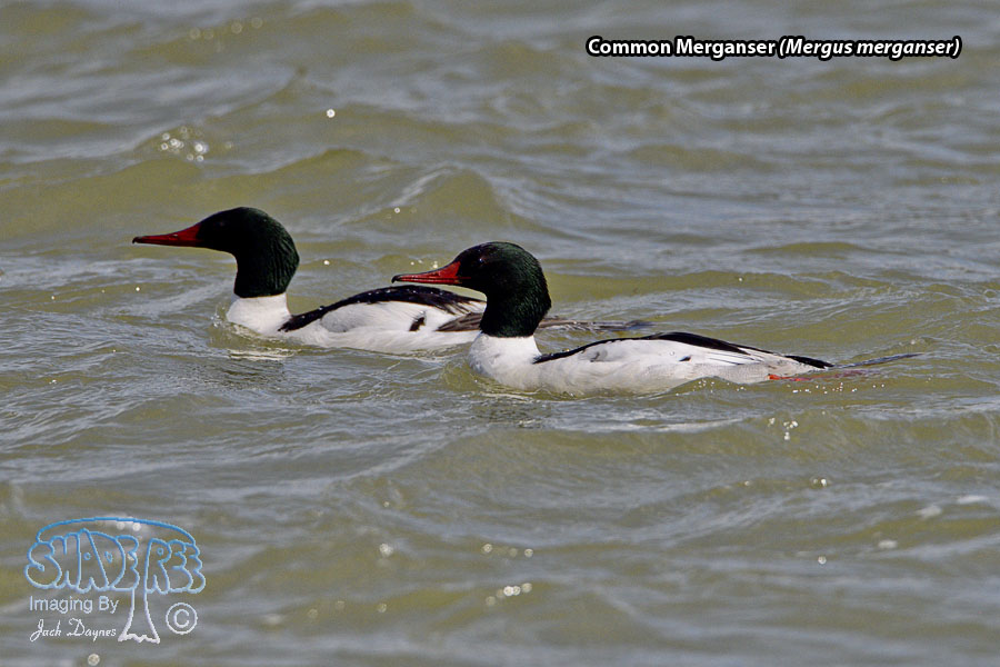 Common Merganser - Mergus merganser