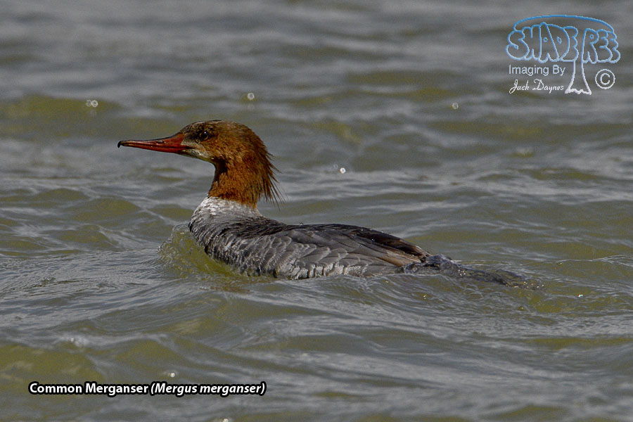 Common Merganser - Mergus merganser