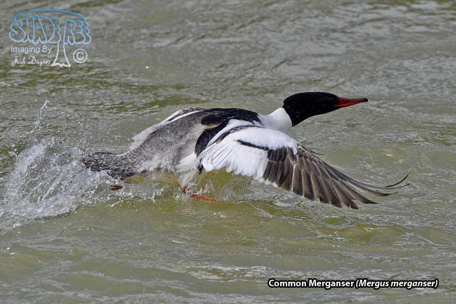 Common Merganser - Mergus merganser