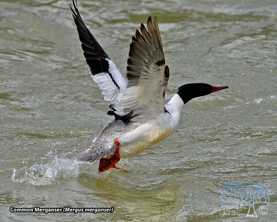Common Merganser - Mergus merganser