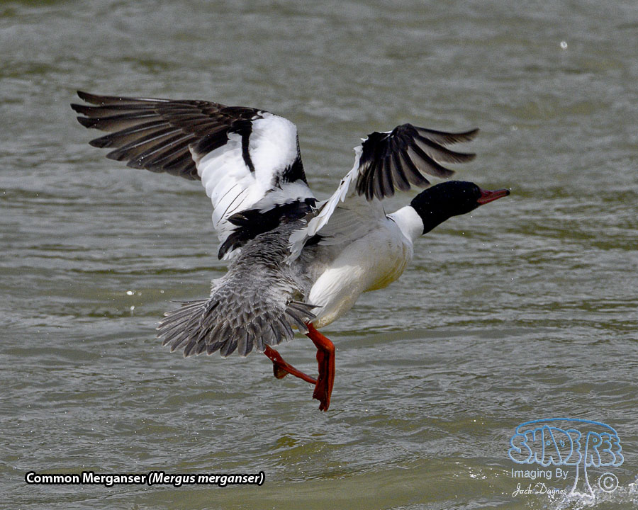 Common Merganser - Mergus merganser
