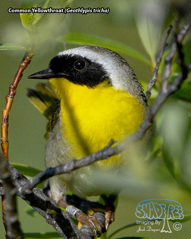 Common Yellowthroat - Geothlypis tricha