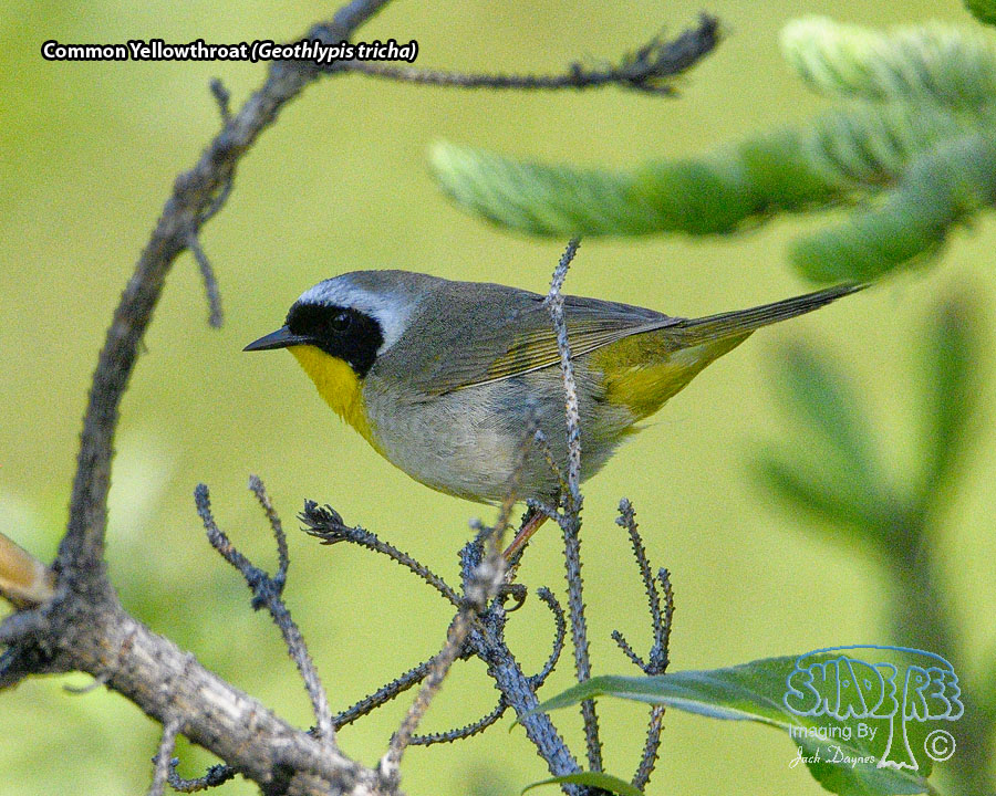 Common Yellowthroat - Geothlypis tricha