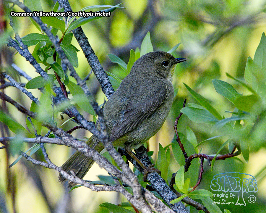 Common Yellowthroat - Geothlypis tricha