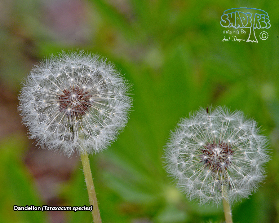 Dandelion - Taraxacum species