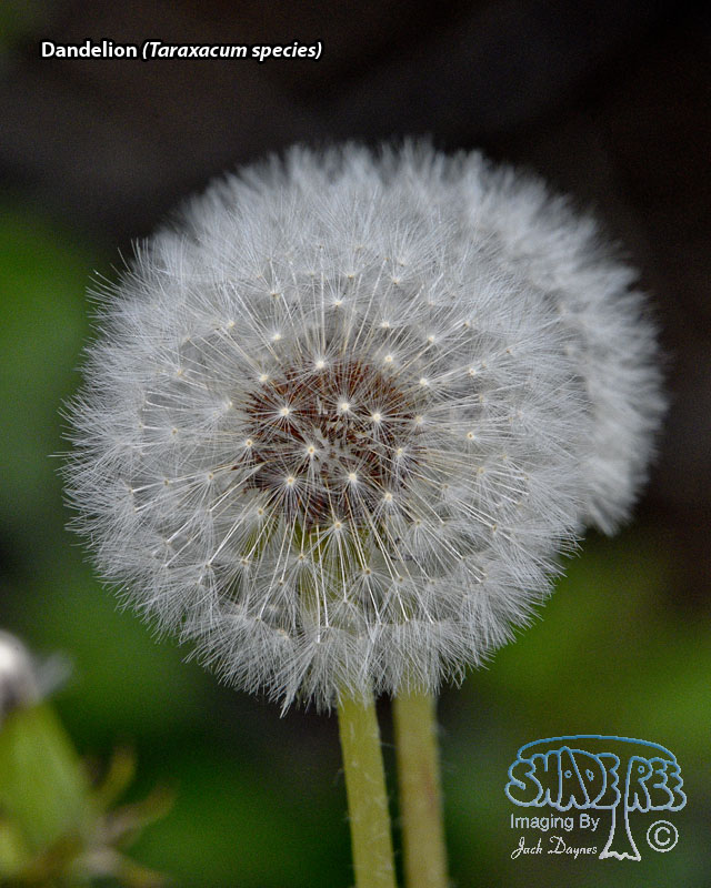 Dandelion - Taraxacum species