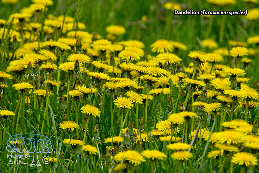 Dandelion - Taraxacum species