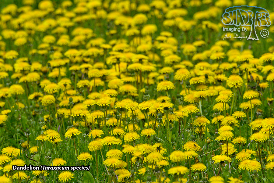 Dandelion - Taraxacum species