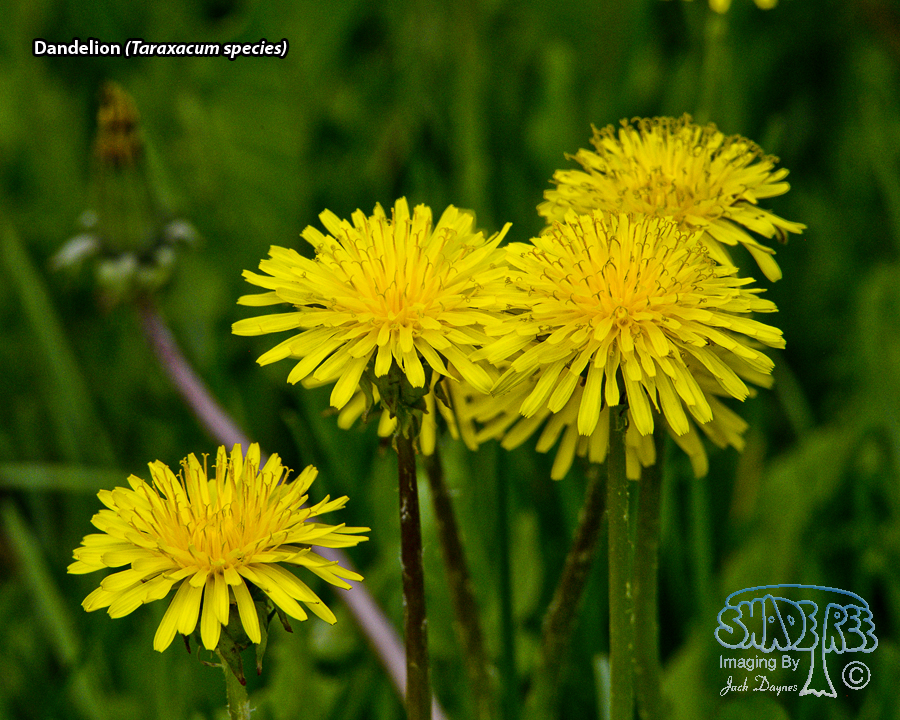 Dandelion - Taraxacum species