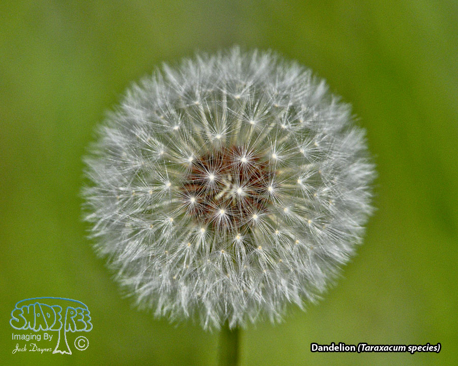 Dandelion - Taraxacum species