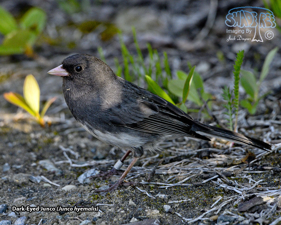 Dark-Eyed Junco - Junco hyemalis