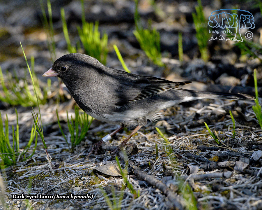 Dark-Eyed Junco - Junco hyemalis