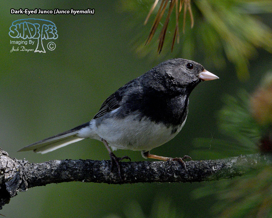 Dark-Eyed Junco - Junco hyemalis