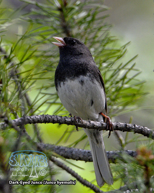 Dark-Eyed Junco - Junco hyemalis