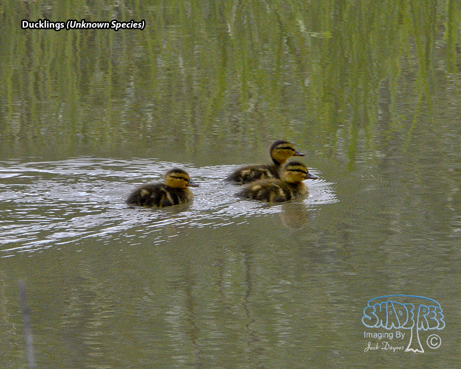 Ducklings - Unknown Species