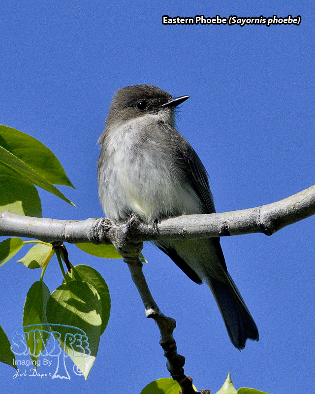 Eastern Phoebe - Sayornis phoebe
