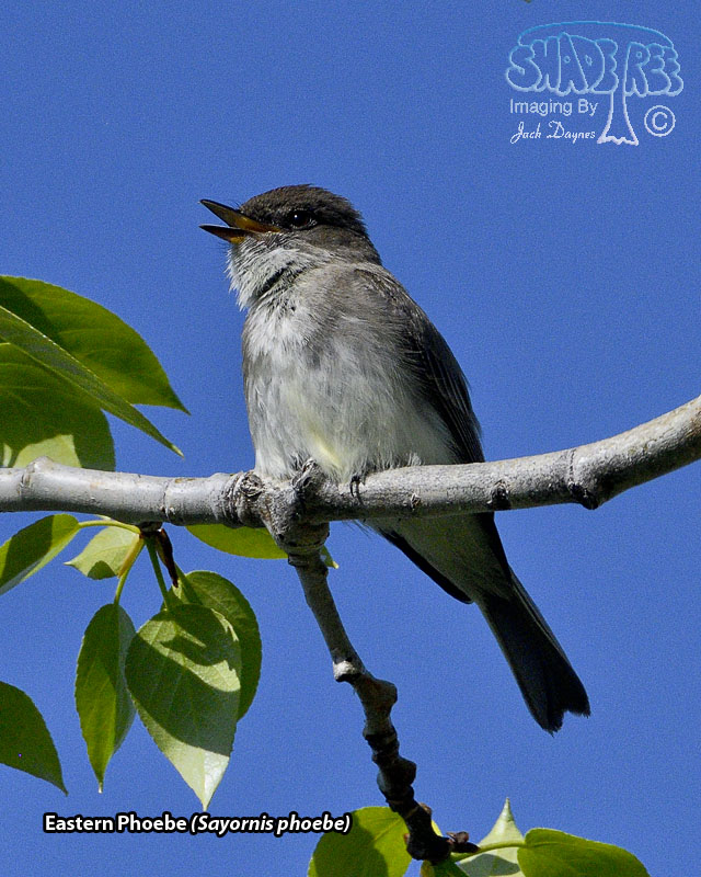 Eastern Phoebe - Sayornis phoebe