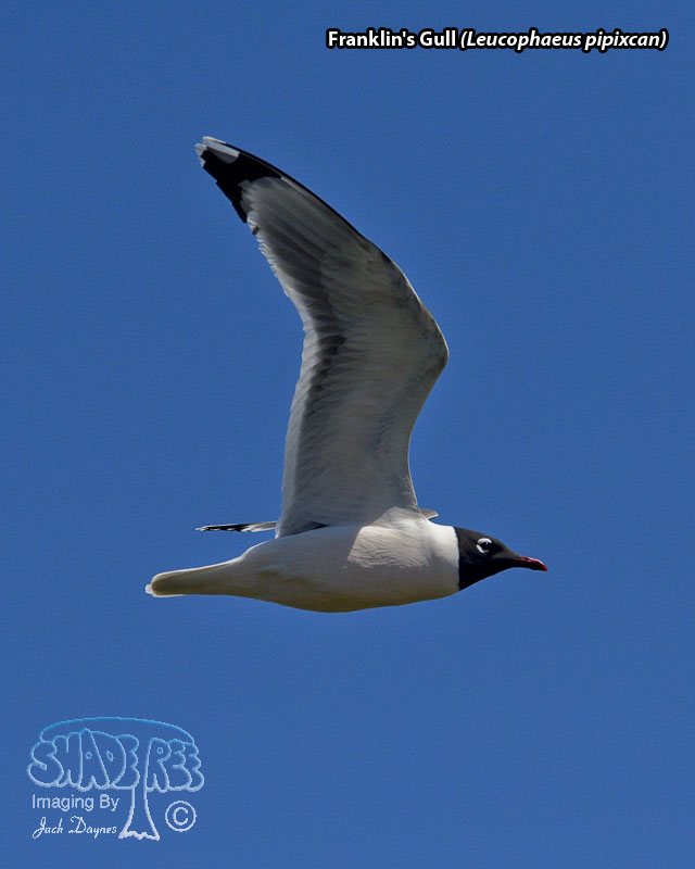 Franklin's Gull - Leucophaeus pipixcan