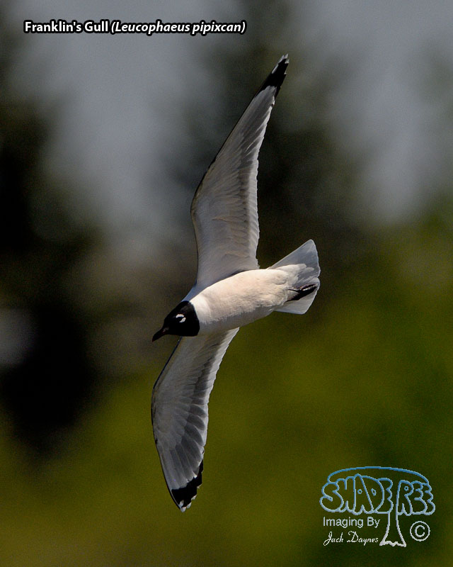 Franklin's Gull - Leucophaeus pipixcan