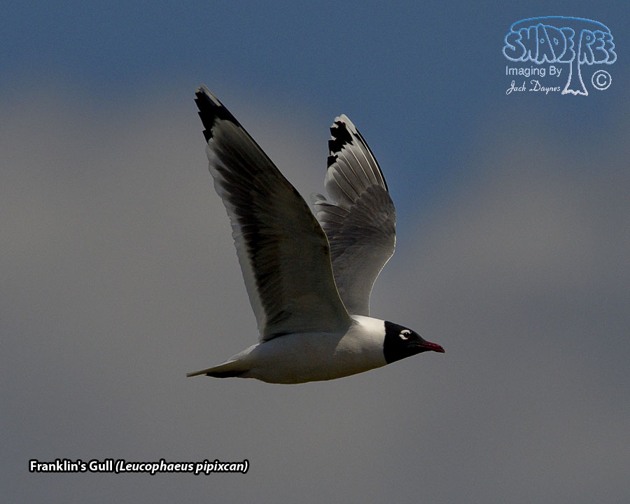Franklin's Gull - Leucophaeus pipixcan