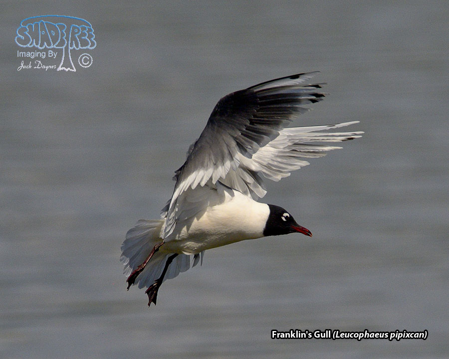 Franklin's Gull - Leucophaeus pipixcan