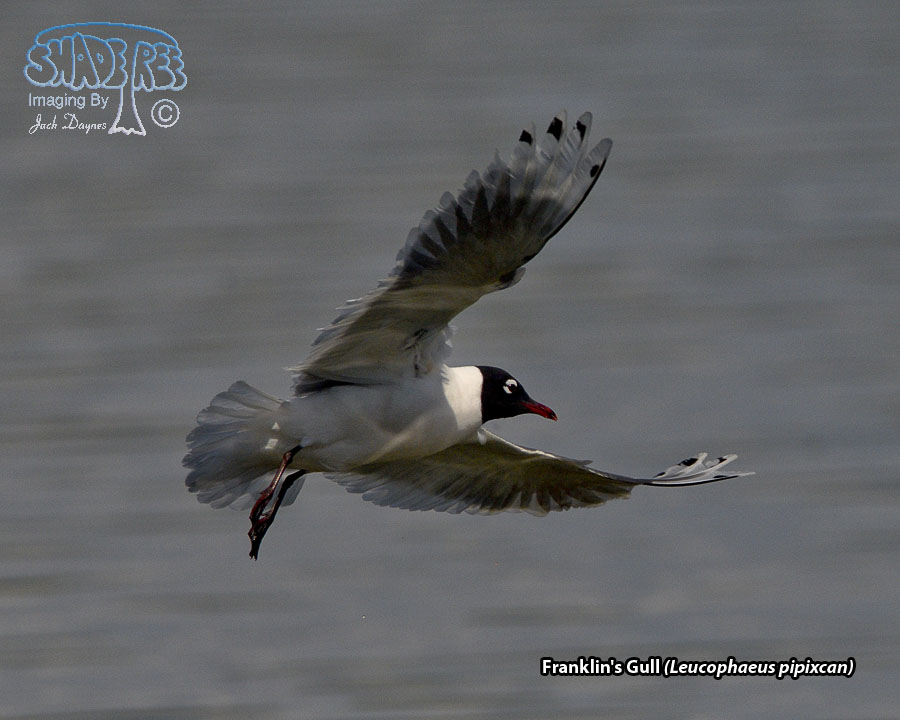 Franklin's Gull - Leucophaeus pipixcan