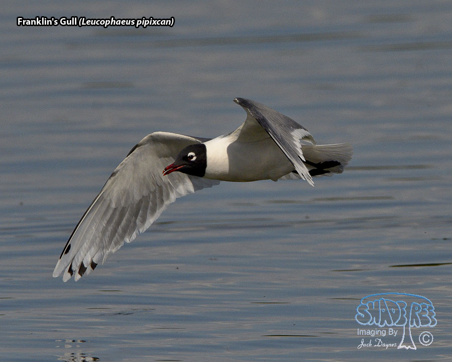 Franklin's Gull - Leucophaeus pipixcan