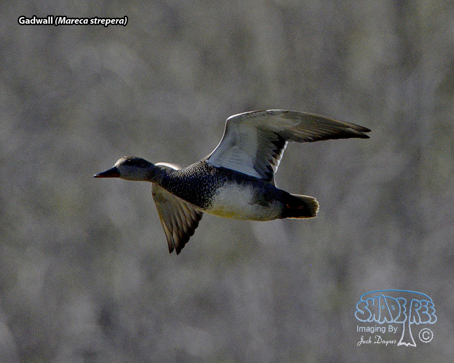 Gadwall - Mareca strepera