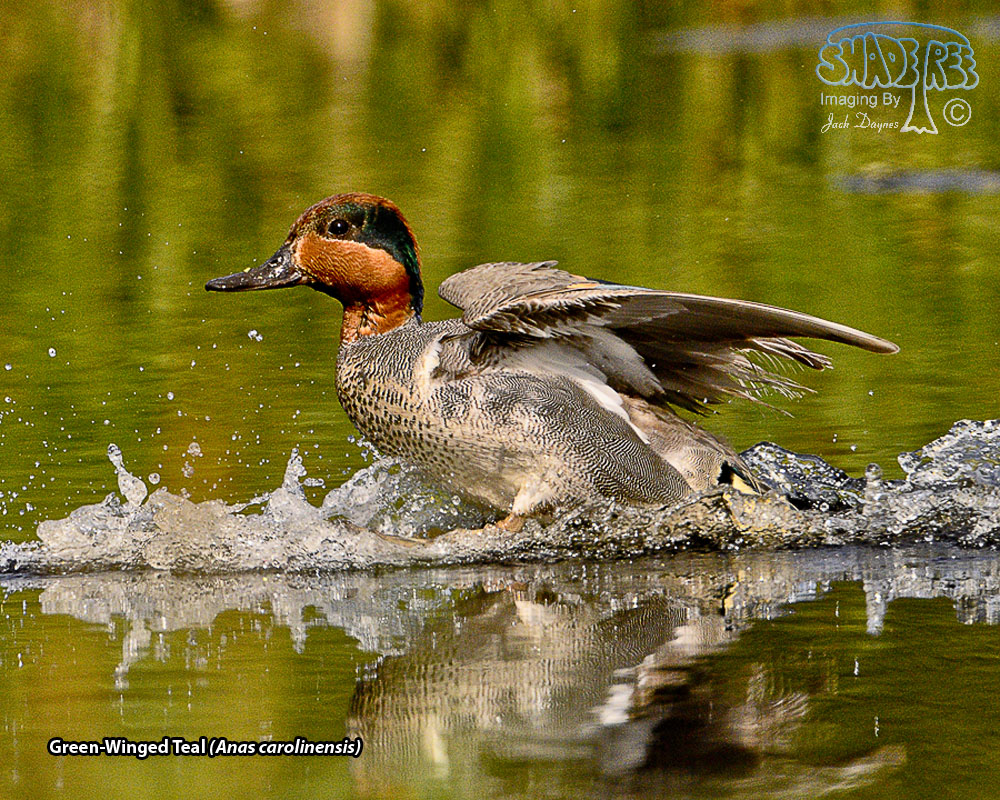 Green-Winged Teal - Anas carolinensis