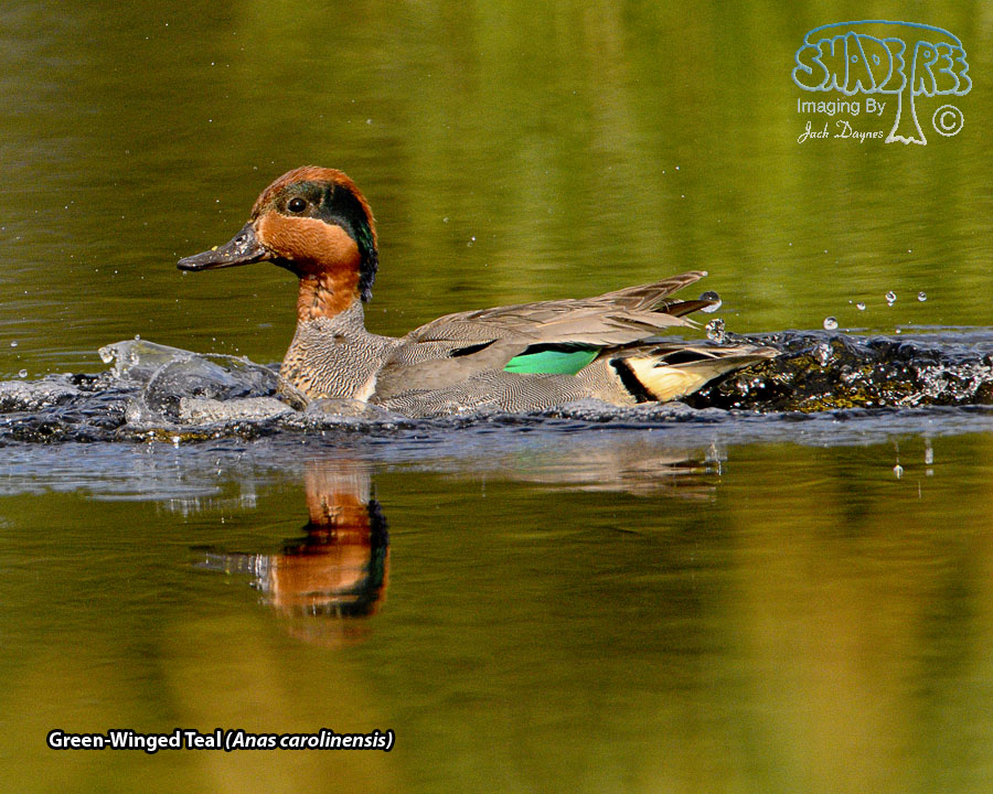 Green-Winged Teal - Anas carolinensis