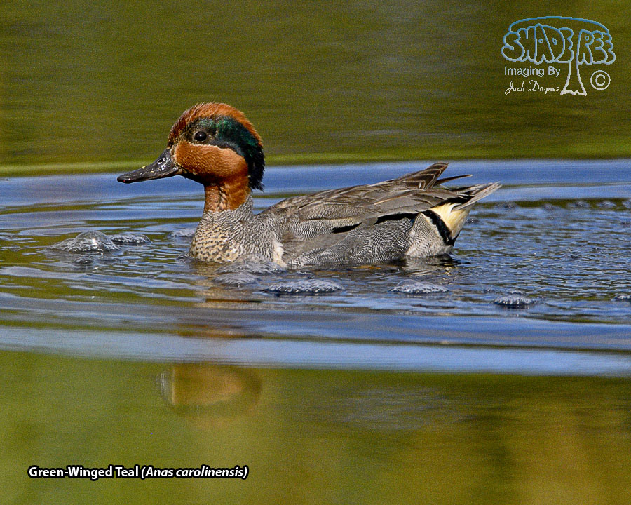 Green-Winged Teal - Anas carolinensis