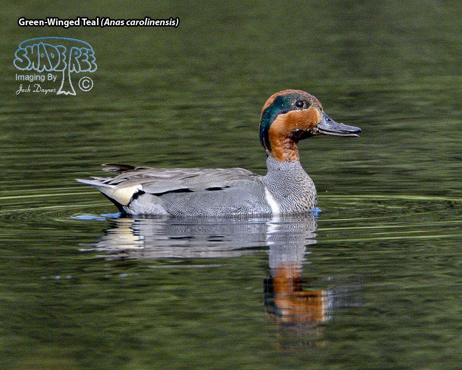 Green-Winged Teal - Anas carolinensis