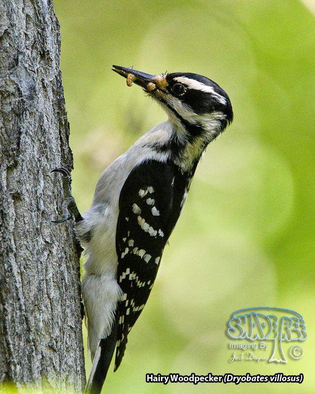 Hairy Woodpecker - Dryobates villosus