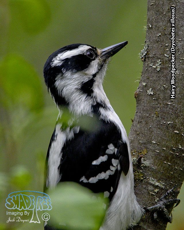 Hairy Woodpecker - Dryobates villosus