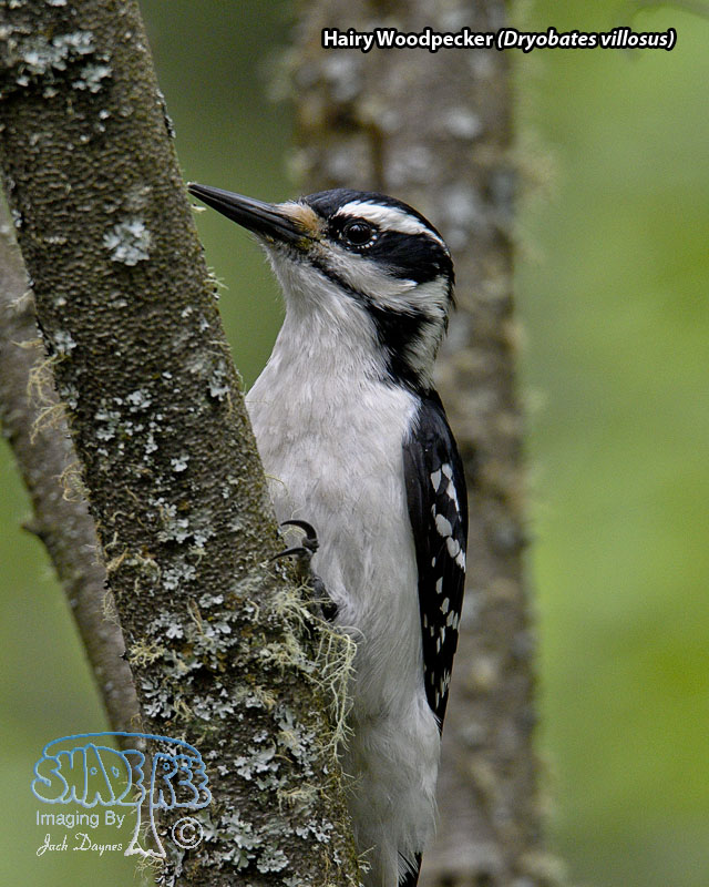 Hairy Woodpecker - Dryobates villosus