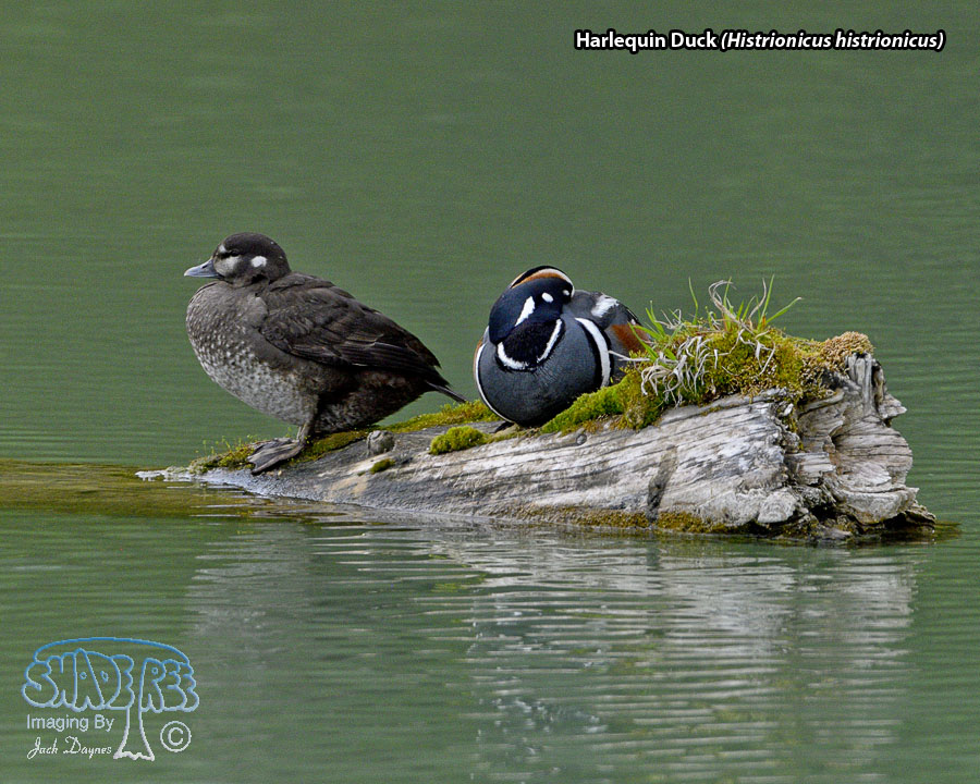 Harlequin Duck - Histrionicus histrionicus