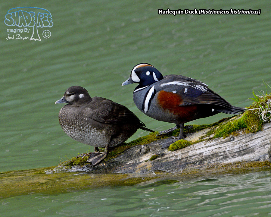 Harlequin Duck - Histrionicus histrionicus