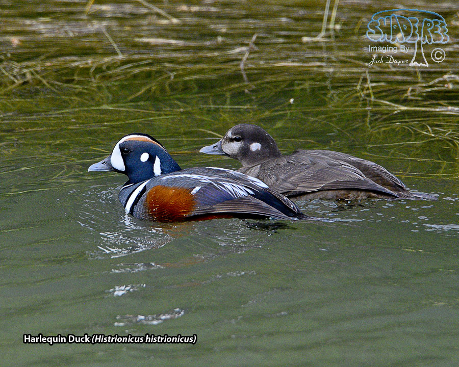 Harlequin Duck - Histrionicus histrionicus