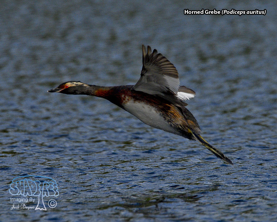 Horned Grebe - Podiceps auritus