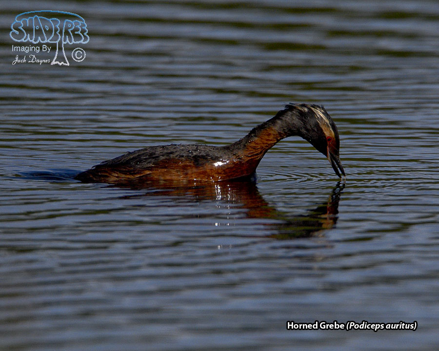 Horned Grebe - Podiceps auritus