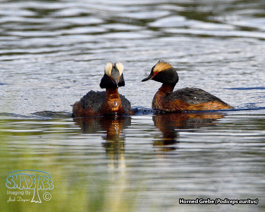 Horned Grebe - Podiceps auritus