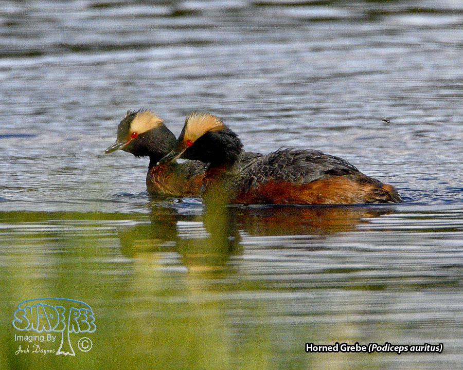 Horned Grebe - Podiceps auritus