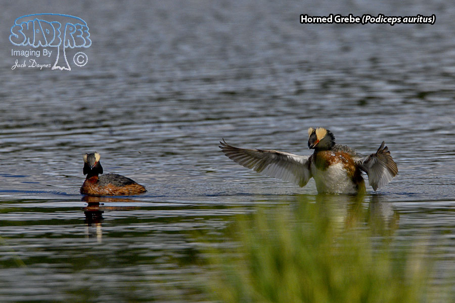 Horned Grebe - Podiceps auritus